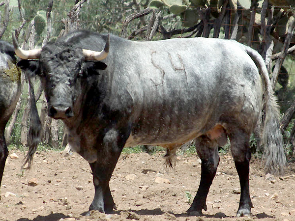 No. 54, c�rdeno claro