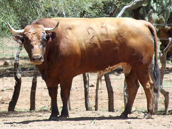 No. 21, colarado bragado