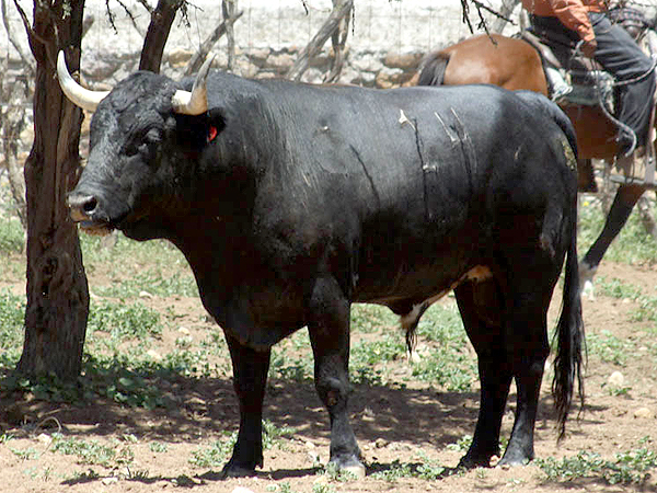 No. 14, negro bragado