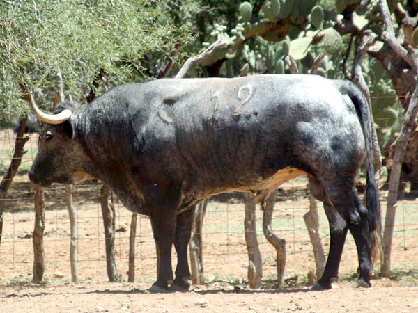 No. 12, c�rdeno nevado