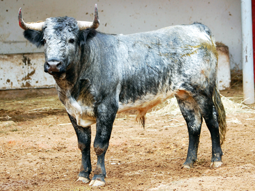 No. 226, c�rdeno claro