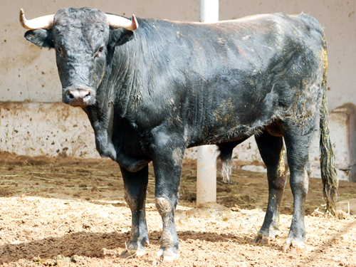 No. 215, negro chorreado