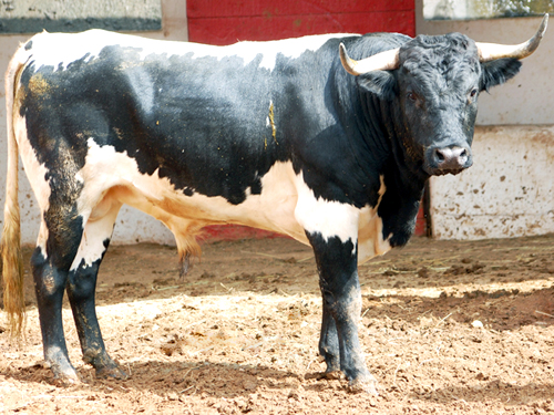 No. 207, berrendo aparejado