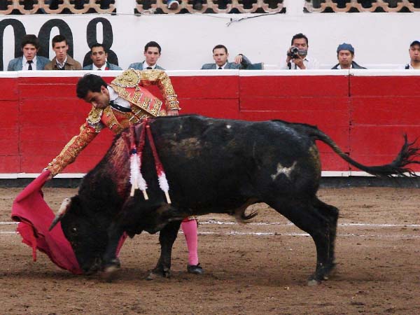 Le agarr� el son al novillo