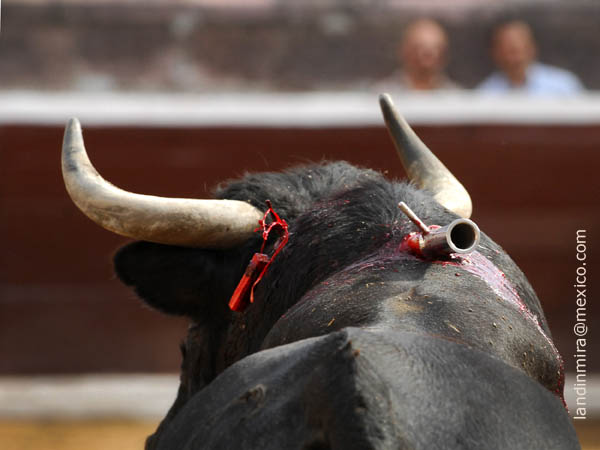 Se qued� la puya en el morrillo