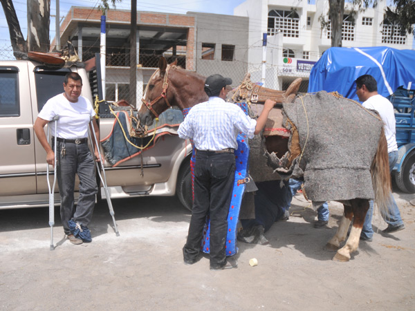Sigue trabajando con sus caballos