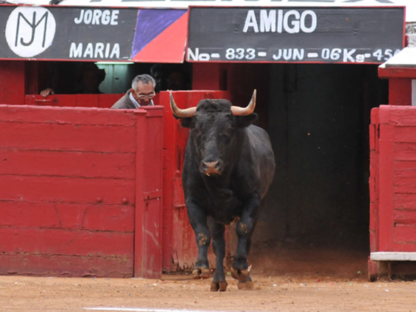 El novillo de Jorge Mar�a