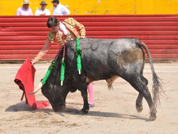 As� humillaba el novillo