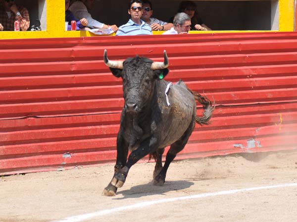 El primero de lidia ordinaria