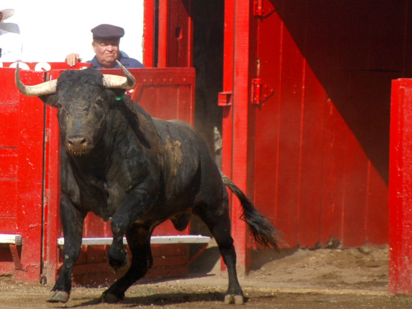 A ver qui�n es el guapo...