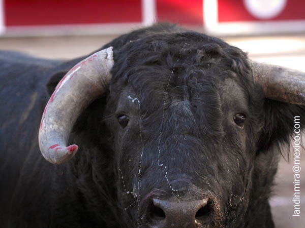 Roto del pit�n derecho