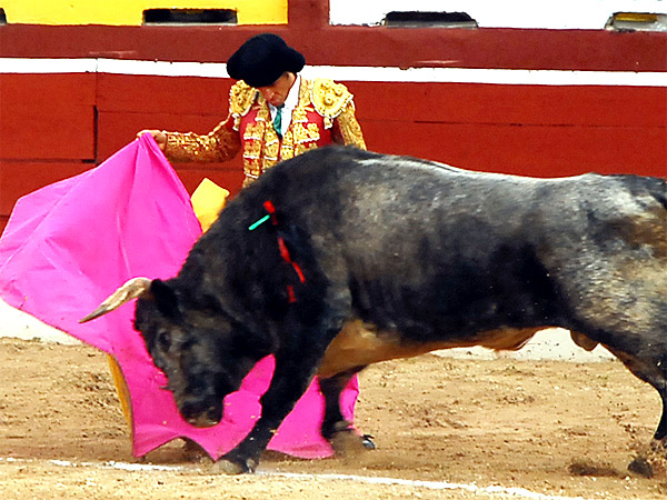 Barba templa a la ver�nica