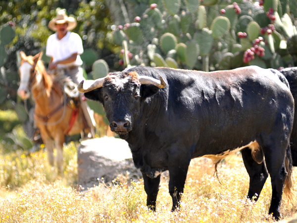 Toro y Caporal