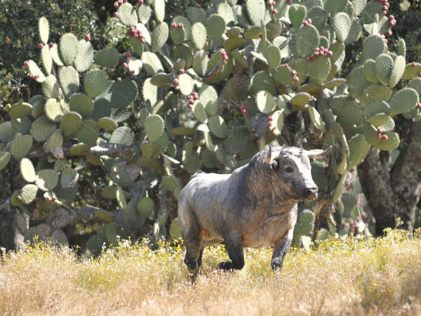 Nopalera con c�rdeno