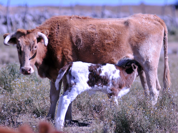 Alimentando la bravura