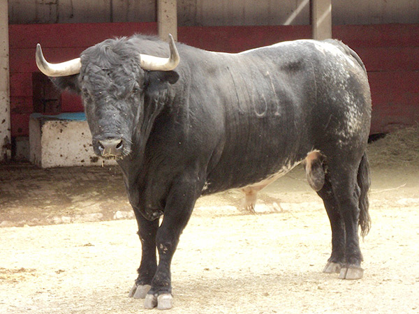 No. 161, c�rdeno bragado, 532 kg.
