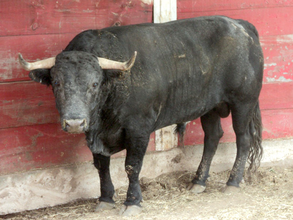 No. 146, negro entrepelado, 488 kg.