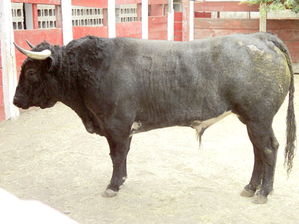 No. 74, c�rdeno oscuro, 570 kg.