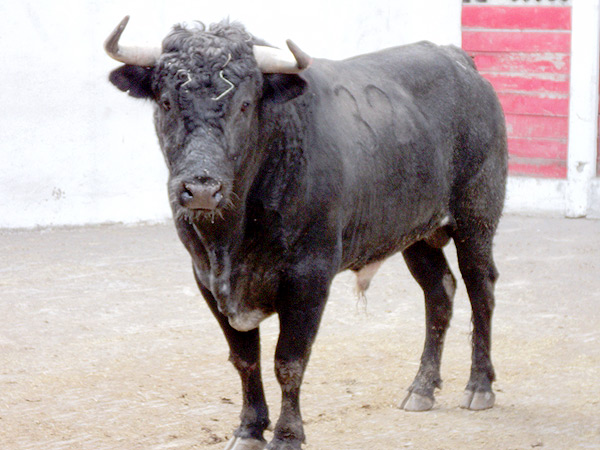 No. 32, negro entrepelado, 528 kg.