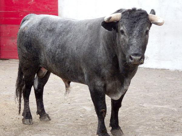 No. 17, c�rdeno bragado, 500 kg.