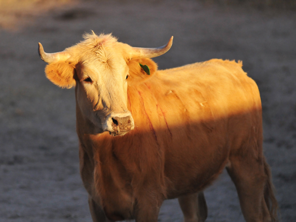 Atardecer sobre piel taurina