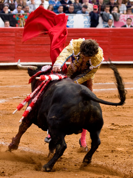 Atraves� al toro
