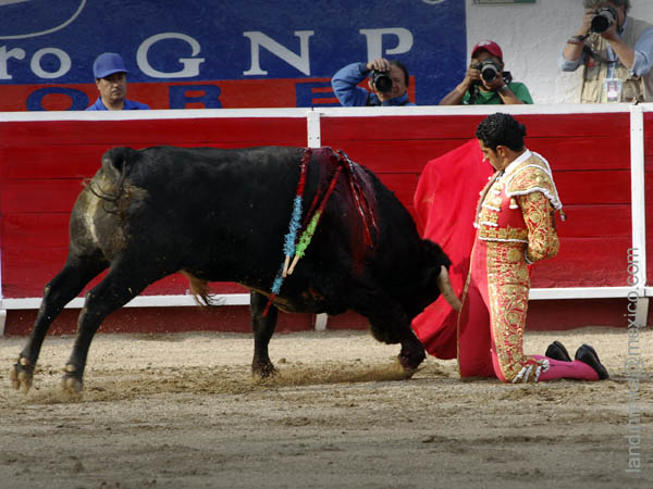 Manoletina de rodillas  (A.L)