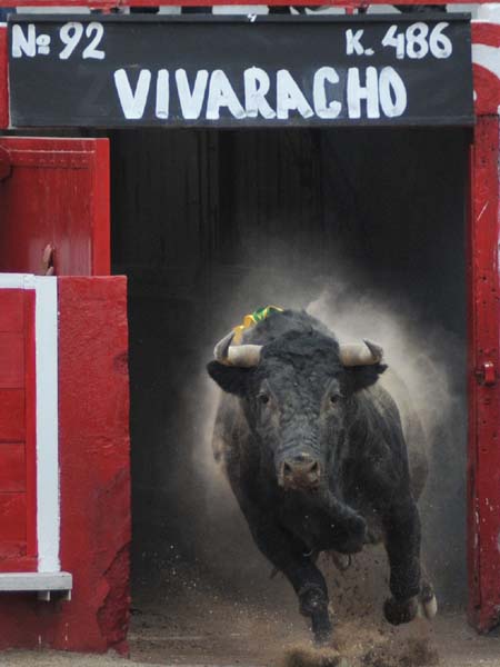 Bonita salida de toro mexicano