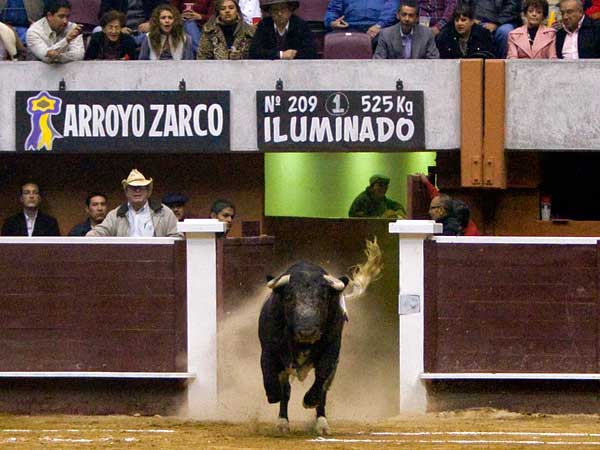 El primer toro de su hstoria (S.H.)