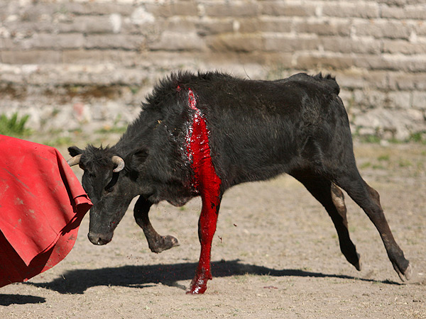 Sangrando hasta la pezu�a