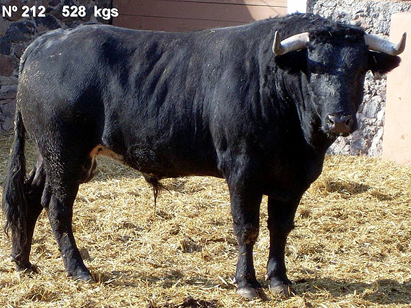No. 212, con 528 Kg.