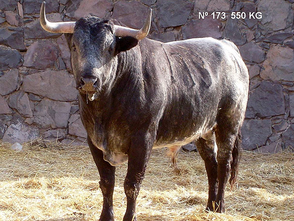 No, 173, con 550 Kg.