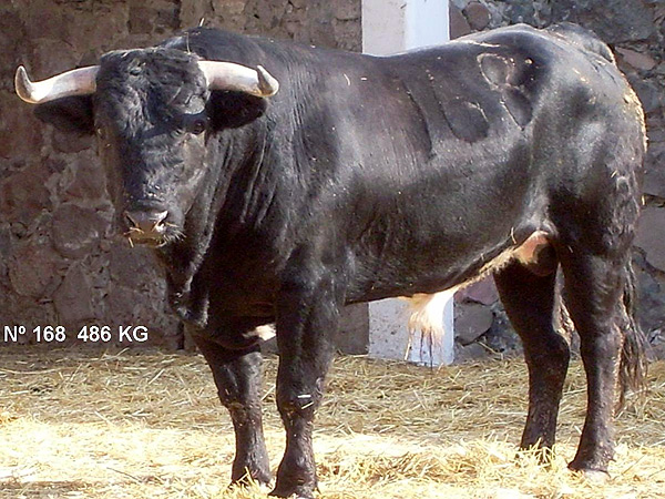 No. 168, con 486 Kg.