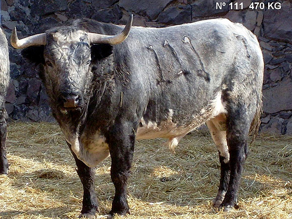 No. 111, con 470 Kg.