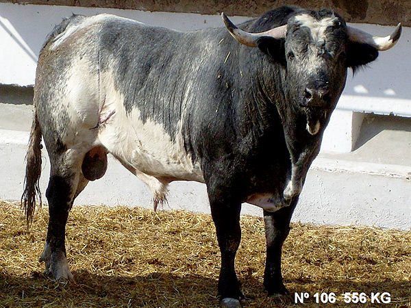 No. 106, con 556 Kg.