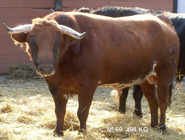 No. 69, con 498 Kg.