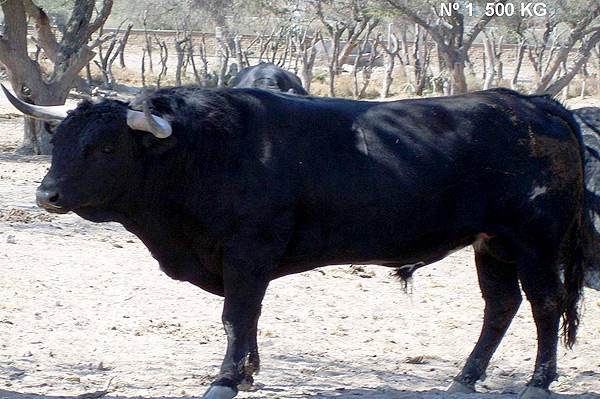 No. 1, con 500 Kg.
