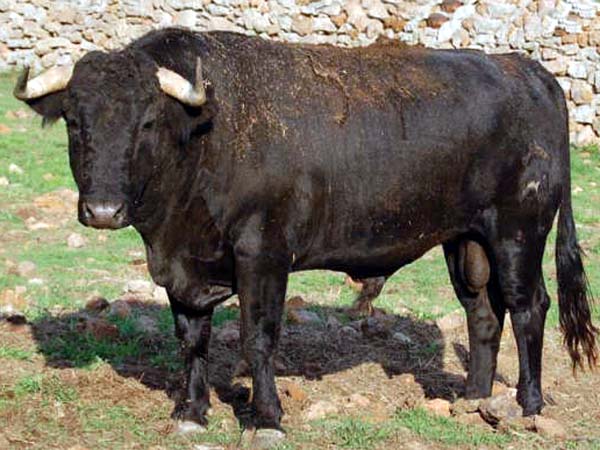 No. 57, con 482 kilos