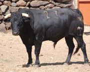 No. 23, con 490 kilos