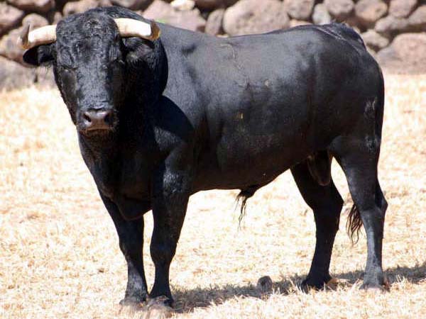 No. 3,  con 474 kilos.