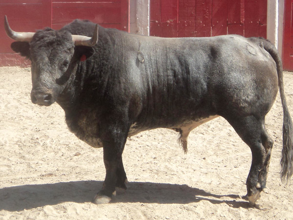 No. 31, c�rdeno oscuro, 500 kg.