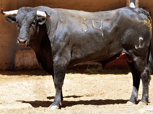 No. 34 (Jes�s Cabrera)