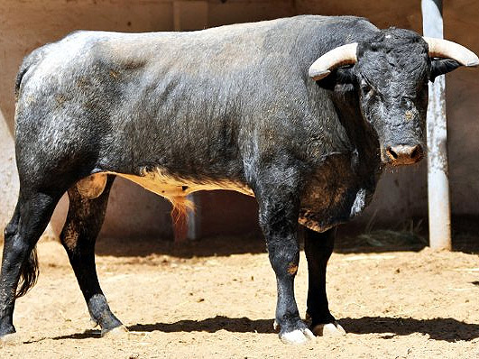 No. 13 (Jes�s Cabrera)