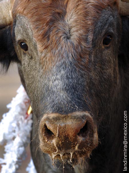 Mirando al fot�grafo