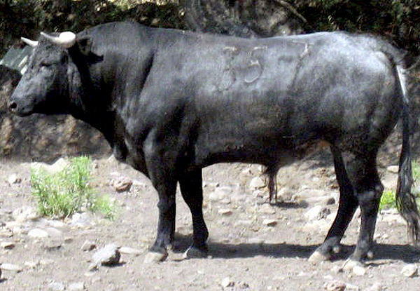 No. 357, Te�filo G�mez