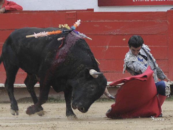 Sometiendo al novillo