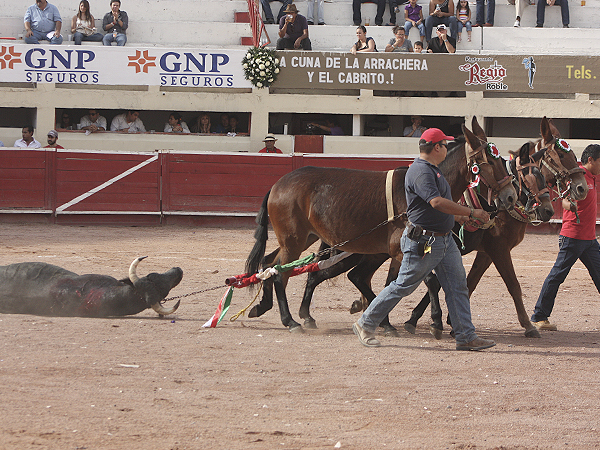 El tiro de mulillas