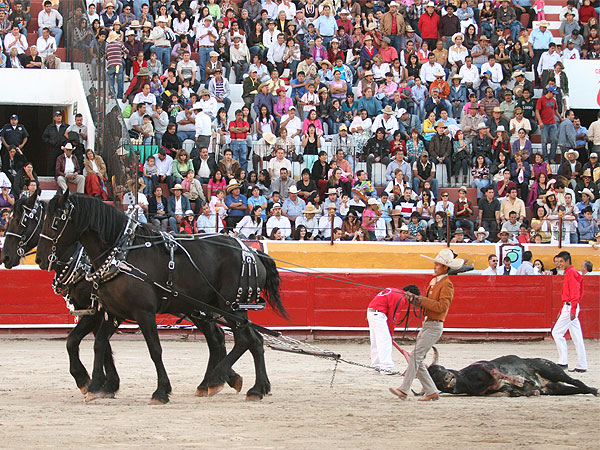 Arrastre lento al gran novillo