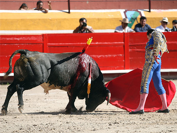 Un novillo importante