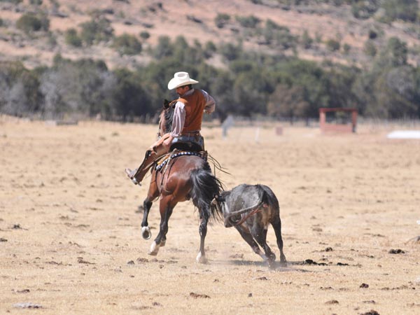 Pepe se lleva  a la �ltima vaca